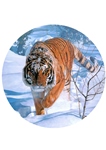 Тарелка настенная 12,5см Тигр-3